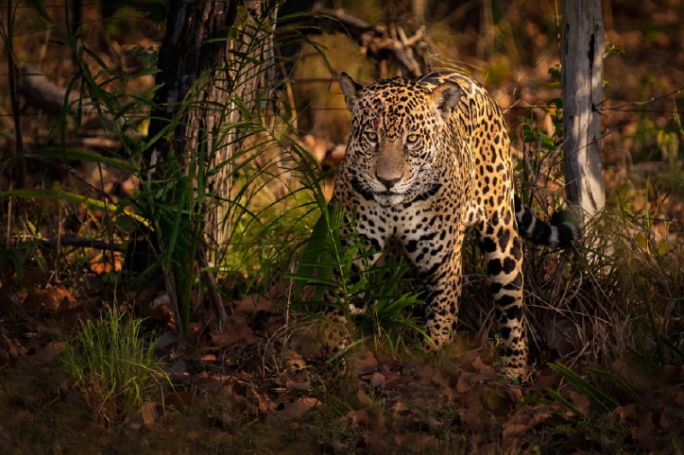 130 Zuid Pantanal, jaguar.jpg